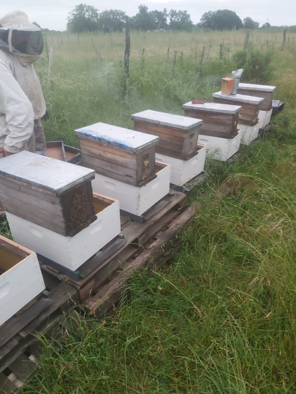 Producción artesanal de La Sagrada Abeja